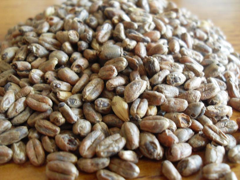 CaraWheat