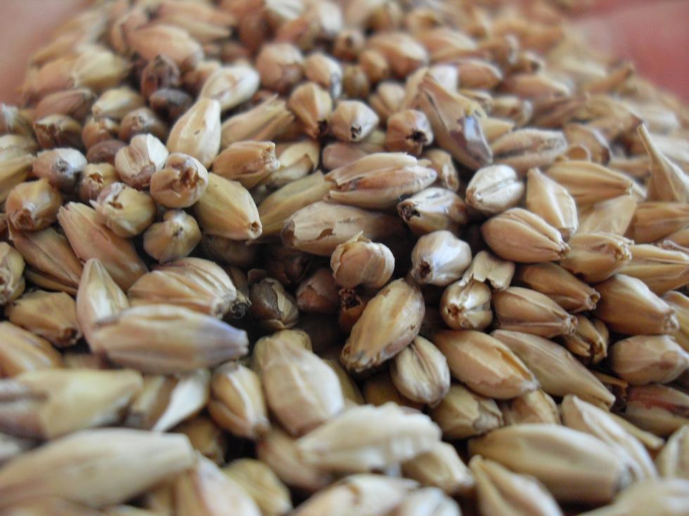 Rye Malt